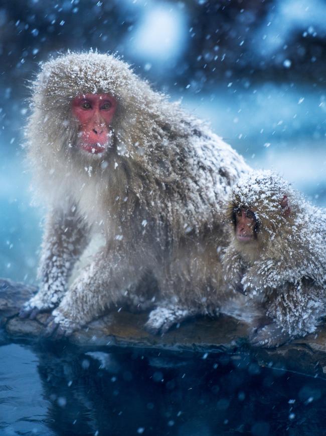 Snow monkeys at the Jigokudani-koen in Nagano.