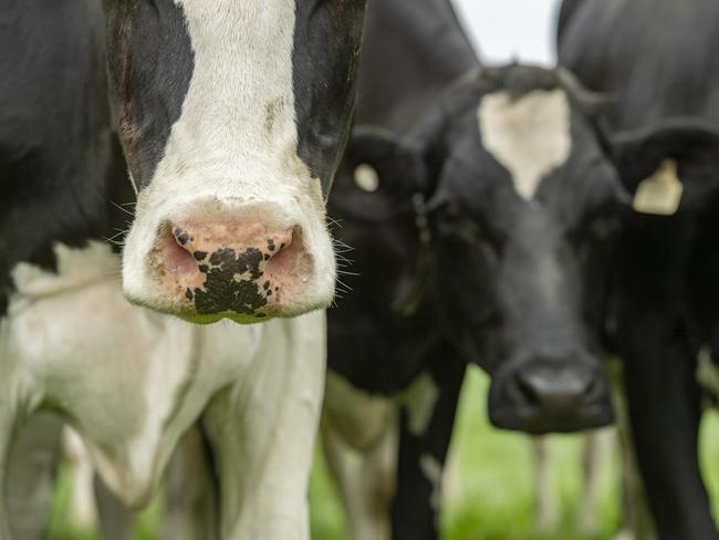 Saputo, Fonterra, Lactalis and Peters are all involved in the industrial dispute. Picture: Zoe Phillips