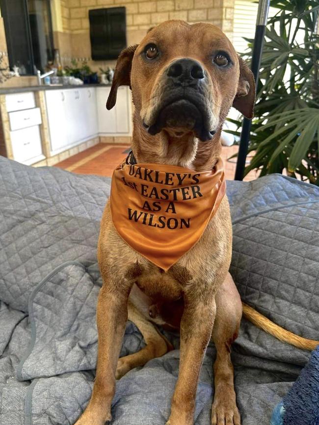 Oakley sported a custom bandana for his first Easter with his new family. Picture: Supplied