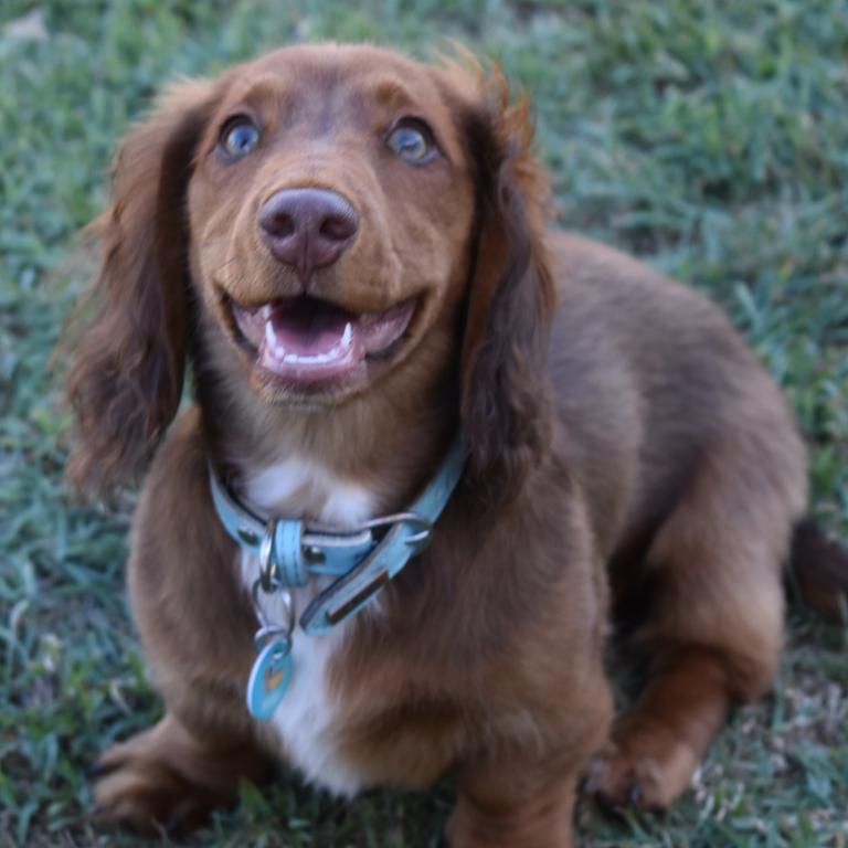 Romeo at the Mackay Dachshunds Christmas Party. Photo: Janessa Ekert
