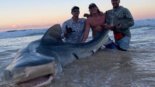 The shark caught off the east coast of K'gari.