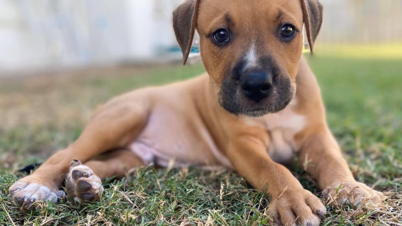 Red heeler hot sale cross staffy