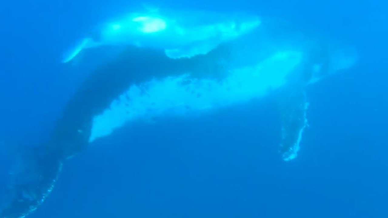 Humpback whale and calf swim free from shark nets off Gold Coast | The ...