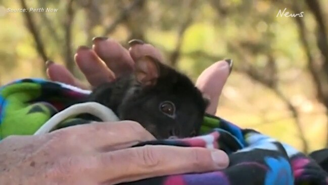 WA MP Reece Whitby bitten by possum