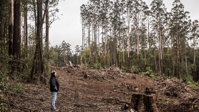 Steve Meacher in a forest coupe in Victoria’s Central Highlands. Picture: Ricky French