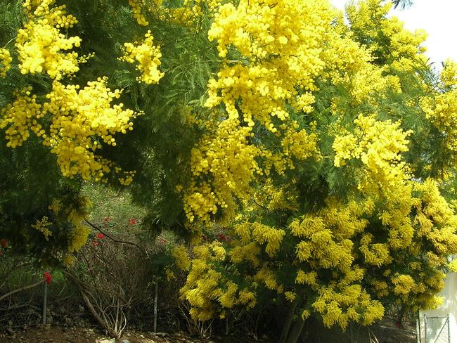 Experts say the proliferation of black wattle on the south coast will pose a major bushfire risk.