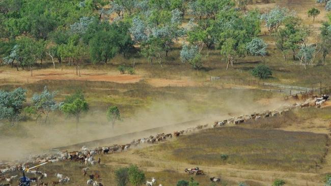 Wollogorang and Wentworth cattle stations are owned by McMillan Pastoral Company.