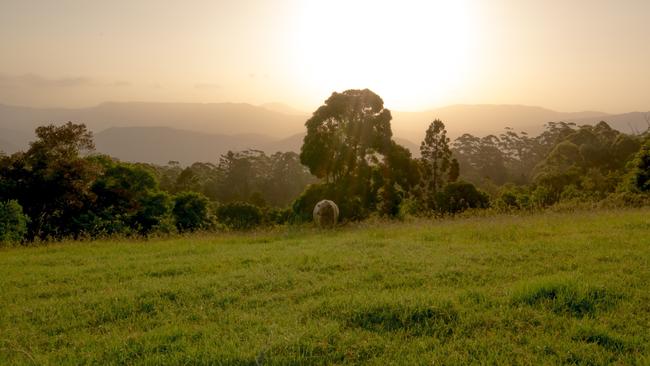 A cow enjoys the Beechmont views with an afternoon glow. Picture: Amanda Robbemond