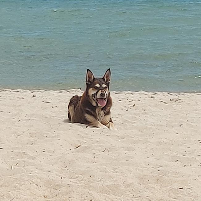 Jet enjoying the dog off lead beach at Safety Beach. Glorious spot. Picture: Dianne Frankish, Mornington.