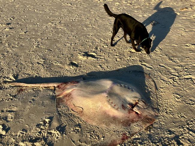 A Stingray killed and left on the beach at Tennyson over the weekend . Picture: Crab.e.cam