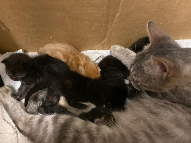 Cat and kittens in foster care at Mackay Animal Rescue Society. Picture: Contributed