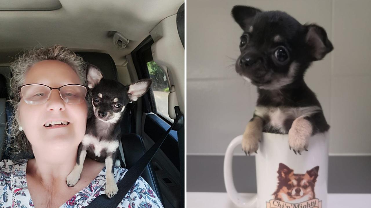 Minnie: Kim Shelton's 5 month old Smooth Coat Chihuahua.Minnie was 7 weeks old in the second image.