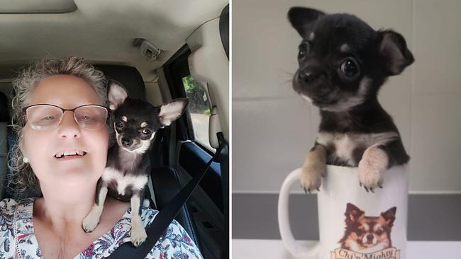 Minnie: Kim Shelton's 5 month old Smooth Coat Chihuahua.Minnie was 7 weeks old in the second image.