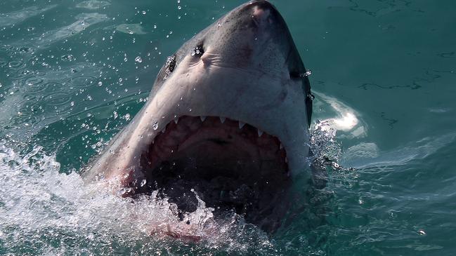 Great white sharks have reportedly been involved in two fatal attacks off Gold Coast and Tweed beaches since June. Picture: Marine Dynamics