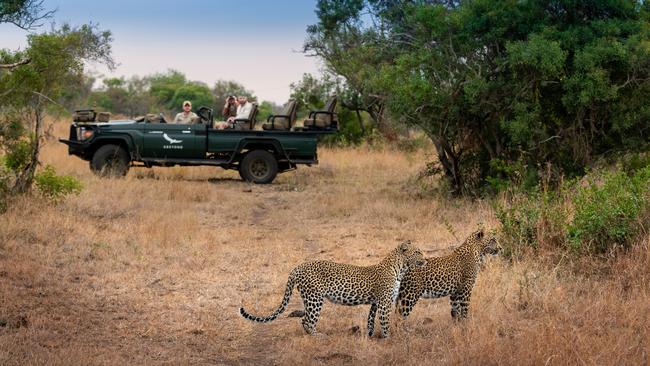 Spotting leopards on a game drive.