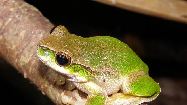 The Kroombit Tinker Frog come in various colours and can only be disguinshed from the 'Tink' sound they make.