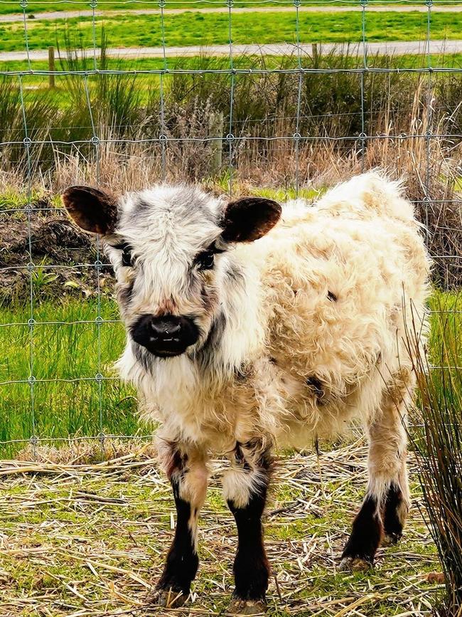 Olaf the missing mini steer from Barristers Block Wines is yet to be found. Picture: Barristers Block