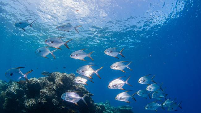 Photos of the Great Barrier Reef taken Monday 9th January by Passions of Paradise. Photo: Sota Yamaguchi