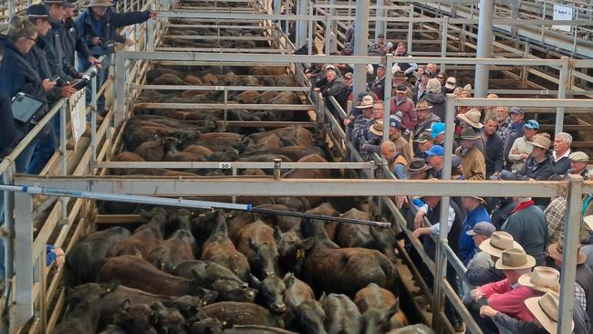 Selling action at the Wodonga store cattle sale where prices were judged up to $60 dearer but price market values are jumping around.