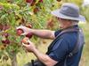 Fair Work rules piece rates ‘not fit for purpose’ in landmark case