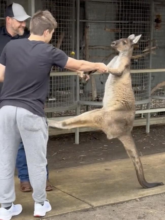 The roo reared up onto its muscular tail and kicked the men. Picture: TikTok