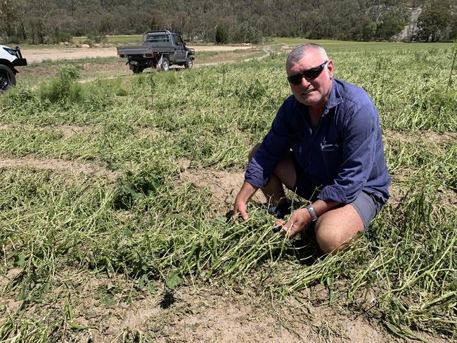 Bean farmer Tony Romeo among his flattened crop at his Severnlea farm, before the hail he was expecting to pack 15,000 boxes of produce (Photo: James Lister MP)