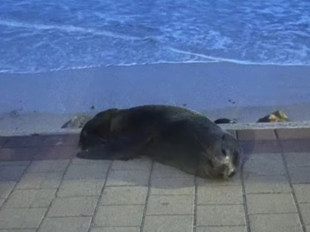 A long-nosed fur seal has been spotted up on the walking path at North Brighton. Picture: FIVEAA