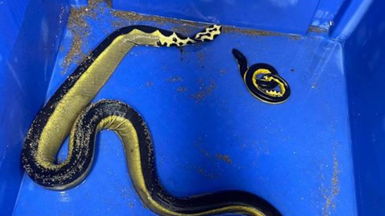 A rarely seen yellow-bellied sea snake has given birth after beaching off the coast of Townsville. Picture: Jeremy’s Reptile Relocations Townsville/Facebook