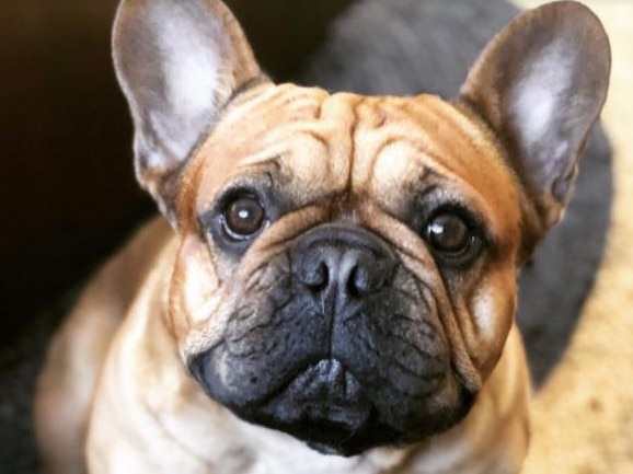 Two-year-old French bulldog from Carrara, Theo, was sadly found dead.