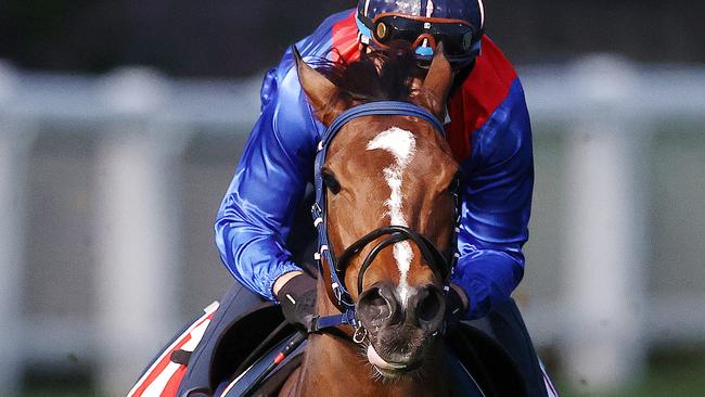 MELBOURNE. 18/10/2021. Moonee Valley Breakfast with the Best track gallops. Zaaki ridden by Raphael Marchelli has a hit out at during the Breakfast with the Best track work session at Moonee Valley racecourse. Photo by Michael Klein