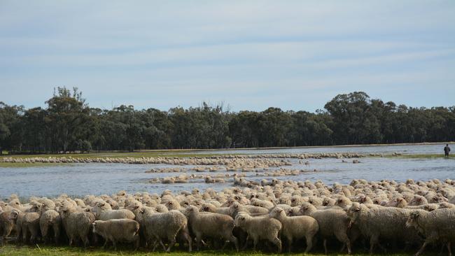 Landholders adjoining the Murray-Darling Basin’s rivers have refused to agree to their land being flooded to deliver more environmental flows. Picture: Louise Burge