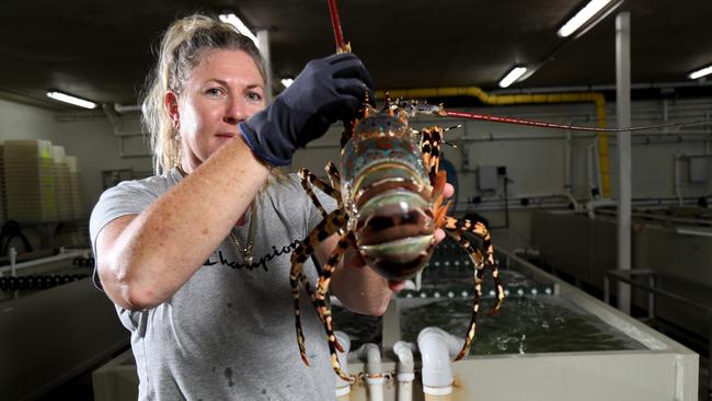 Chinese consumers have been denied Australian lobsters. Picture: Stewart McLean