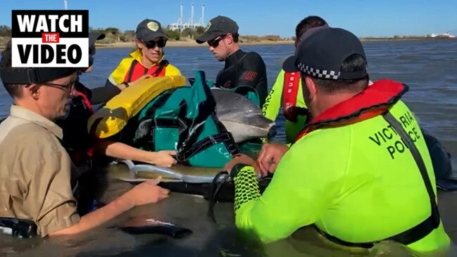 Stranded dolphin rescued in Port Phillip Bay | news.com.au — Australia ...