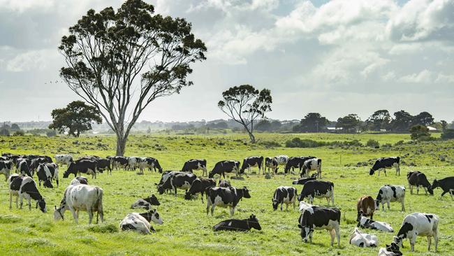 FOCUS: Dale and Karen AngusDale and Karen Angus on their dairy farm at Ondit.PICTURED: Generic dairy cows.PICTURE: ZOE PHILLIPS