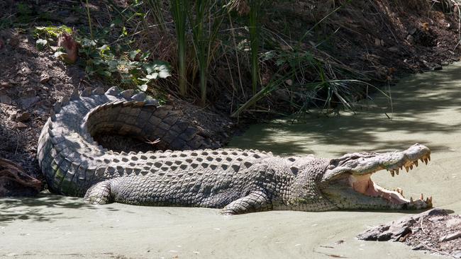 Salt Water or Estuarine Crocodile cooling itself with mouth open.