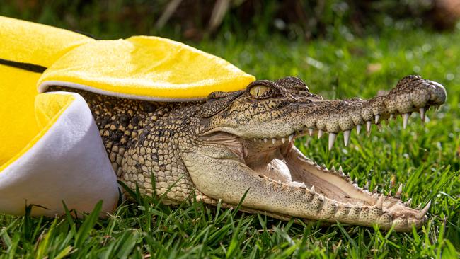 Holy croc-amole it's a taco croc. Howard Springs reptile wrangler Chris Peberdy says his croc Stampy likes to dress up on special occasions, including in a taco and banana costume. Picture: Che Chorley