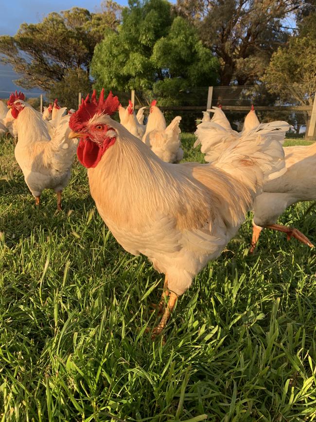 Chooks at the Rooke’s roosters graze pasture at Cororook. Picture: Supplied