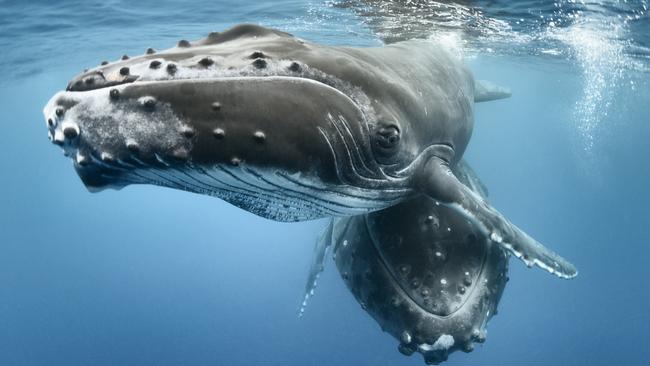 A humpback whale in the Pacific Ocean. Picture: naturepl.com / Tony Wu / WWF