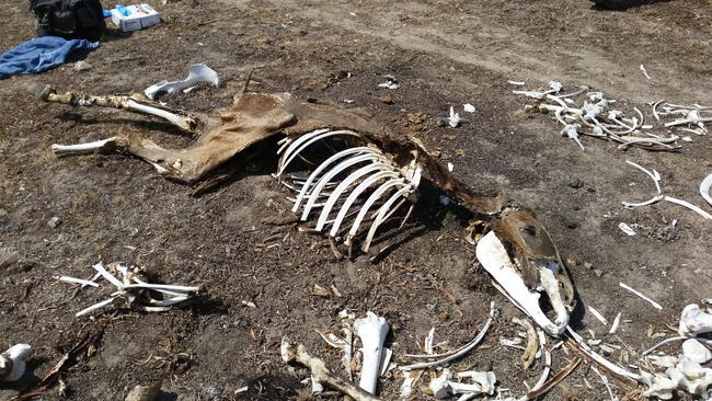 A decomposing horse carcass at the property. Photo: RSCPA