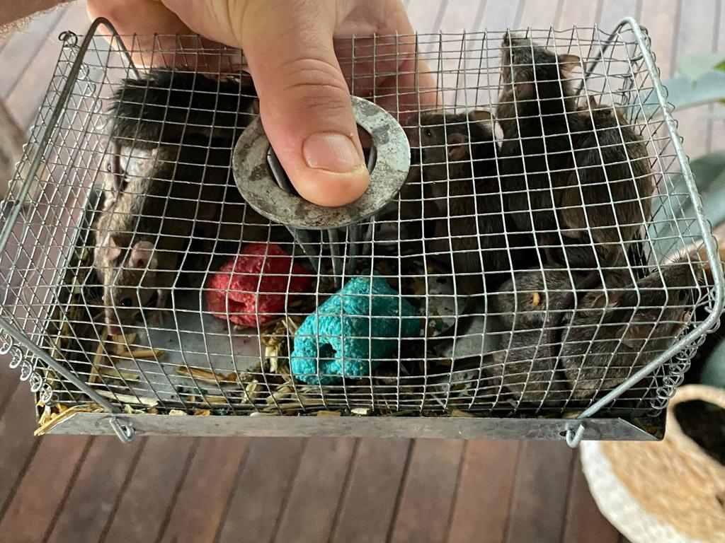 A combination of wet weather and a mild winter created the perfect storm for the rodents. Photo/Gayndah Vet Surgery