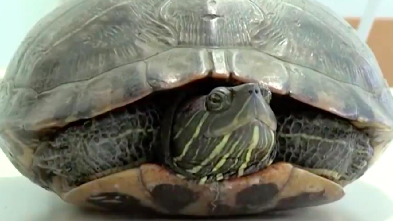 Turtle on Narita International Airport runway holds up five planes ...