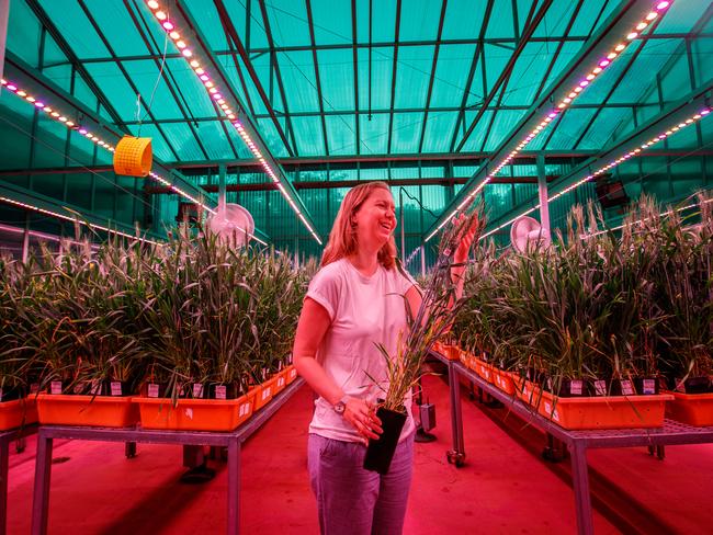 Associate Professor Bettina Berger inside the plant accelerator greenhouse. Picture Matt Turner.