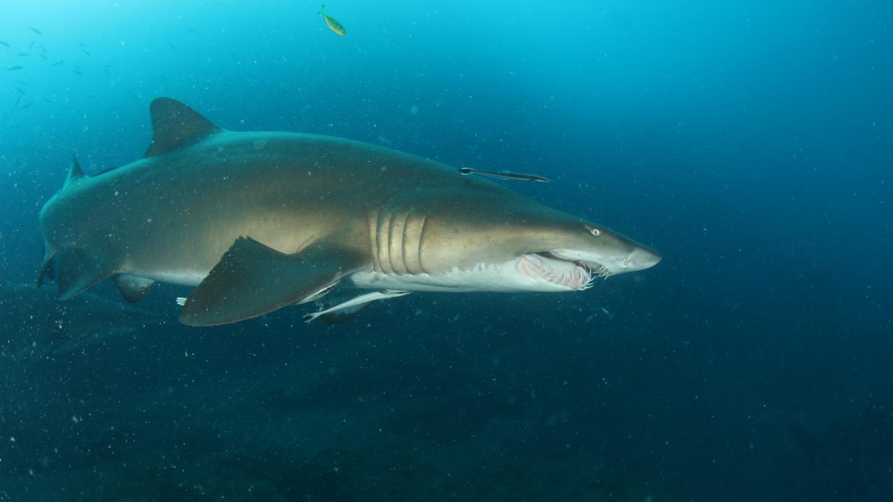 Dozens of heavily pregnant grey nurse sharks are congregating at Wolf Rock off Double Island Point before their departure down south to give birth. Picture: DES