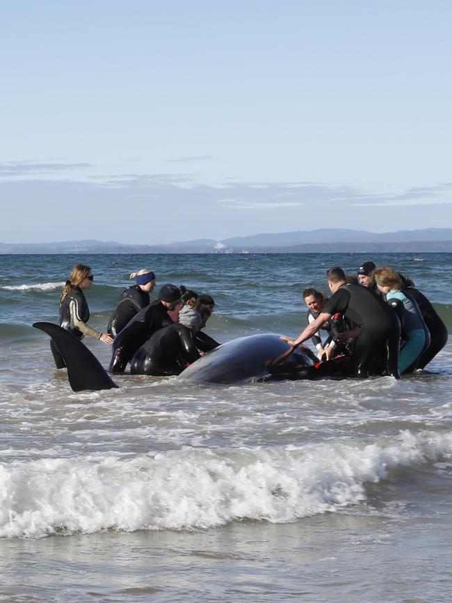 Rescuers work to save the whale. Picture: CIRCULAR HEAD COUNCIL