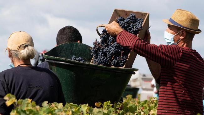 The anathema of refrigeration has now been embraced by the vintners of the grand region of Bordeaux. Picture: EPA/The Times