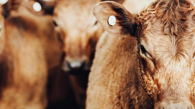 Despite a year plagued by virus and drought, the livestock industry has thrived. Picture: Chloe Smith.