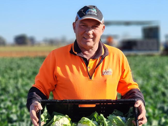 Whitex grower Nick Liangos picking cauliflower