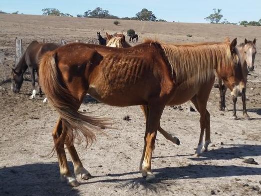 RSPCA investigators discovered more than 30 dead horses on Weisheit’s property in 2016. Picture: Supplied