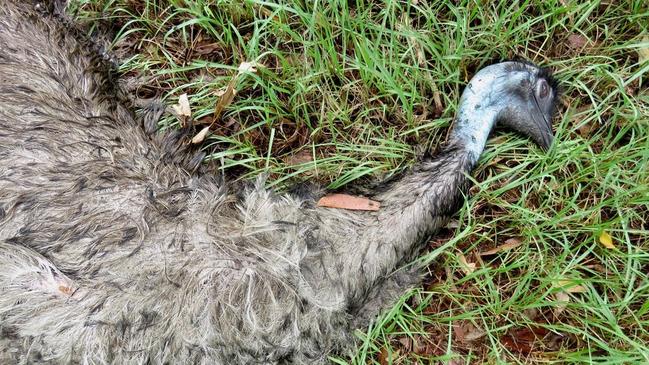 An emu lies dead beside Brooms Head Road after being hit by a car. Picture: Steve Otton