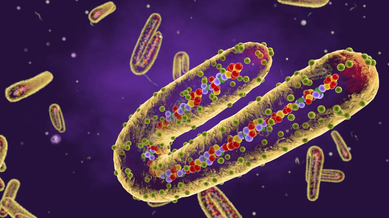 Marburg virus causes Marburg haemorrhagic fever in humans. Symptoms of the disease include fever, muscle pain, rash, diarrhoea and haemorrhage. Picture: Getty.